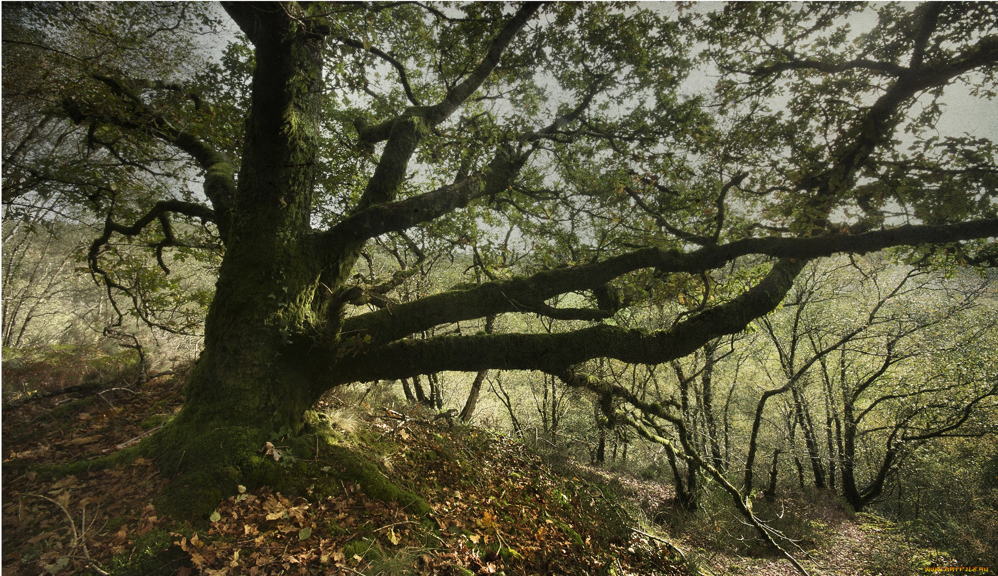 Under the oak tree. Дерево дуб в мутном лесу.